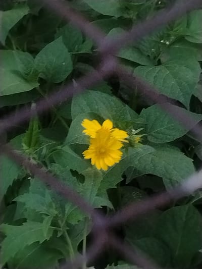 The image shows a close-up of a bright yellow flower with delicate petals, nestled amongst lush green leaves. The flower appears to be in full bloom, with a slightly ruffled texture. Behind the flower, the leaves are a deep green, creating a natural backdrop. The scene is somewhat obscured by blurry, dark, horizontal lines, suggesting a fence or similar barrier in the foreground. The lighting is soft, hinting at natural daylight, possibly late afternoon or early morning given the muted tones. There are no people or text visible in the image. The overall impression is a peaceful, natural scene, with the vibrant yellow flower being the focal point. The location context of Baikonur, Kazakhstan, offers a hint of a potentially arid or steppe-like environment, though the immediate subject is the plant life itself.