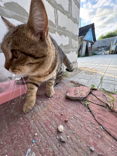 A brown tabby cat is in the foreground, looking to the left, with its body facing forward and slightly to the right. The cat has large ears and prominent whiskers. It is standing on a reddish-brown, weathered surface that appears to be wood or cracked stone. Behind the cat, to the left, is a wall made of light-colored bricks, some of which appear unfinished or have mortar visible. To the right and further back, there is a paved area with light gray rectangular stones, a small blue and brown shed with a dark roof, and some trees in the background. The sky above is partly cloudy with blue sky visible. The overall setting appears to be an outdoor area, possibly a yard or alleyway, in a rural or suburban location, consistent with the village of Sovkhoza "Razdol'e", Russia. There are no people or explicit interactions visible in the image.