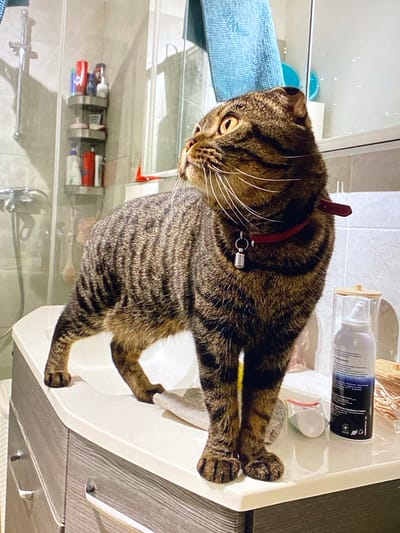 A tabby cat wearing a red collar with a silver tag stands on a white countertop in a bathroom. The cat is facing left and looking upwards. Behind the cat, a shower with a chrome faucet and a shelf containing various bottles and containers is visible. A blue towel hangs on the wall. On the countertop to the right of the cat are several items, including a clear plastic bottle with a white pump dispenser and a small white bag with a red zipper containing a white object. The countertop is above a dark gray cabinet with silver handles. The scene appears to be an indoor domestic setting, specifically a bathroom.