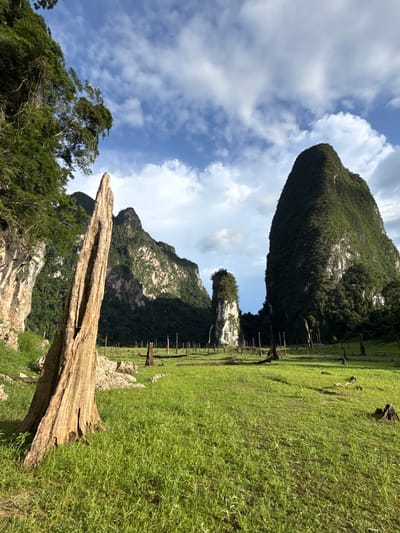 The image depicts a scenic view of Khao Phang, Thailand, likely at Cheow Lan Lake, known for its karst limestone formations and submerged trees. In the foreground, a weathered, large tree stump stands prominently to the left, its rough texture and split appearance catching the light. The stump is surrounded by vibrant green grass, which covers a vast, open area. Scattered throughout this grassy expanse are numerous dark, upright, bare tree trunks and stumps, remnants of a time before the area was flooded.
In the midground and background, imposing, lush green karst mountains rise dramatically. The largest of these formations, on the right side of the frame, is a massive, rounded peak covered in dense vegetation. To the left of this, a narrower, taller karst formation is visible, also densely forested. Further back, more of these distinctive limestone mountains are seen, some with jagged, rocky faces partially obscured by shadows cast by the sunlight.
The sky above is a bright blue, punctuated by fluffy white clouds, suggesting a pleasant day with ample sunlight. The overall impression is one of natural beauty and a unique landscape shaped by both geological processes and the creation of a reservoir. There are no people or animals visible in the image. The scene is static and peaceful.