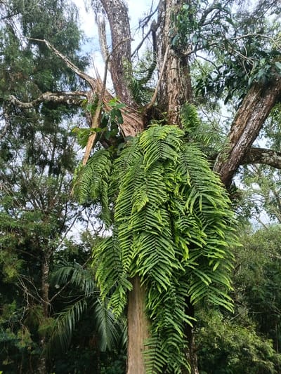 The image presents a detailed view of a large, mature tree trunk located in Tapaiteng Uesa, Bhutan. The tree's bark is rugged and textured, with several gnarled branches extending into the upper frame, some appearing broken or decaying. A prominent, dense cluster of bright green ferns with pinnate fronds adheres to and cascades from the main trunk and lower branches, exhibiting an epiphytic growth pattern. Surrounding the primary tree, a lush, verdant canopy of various other trees is visible in the background, featuring different leaf types, including what appear to be coniferous and broadleaf species. Sections of a light, overcast sky are discernible through gaps in the dense foliage, indicating an outdoor, daytime setting. No human subjects, animals, or artificial structures are present within the frame.