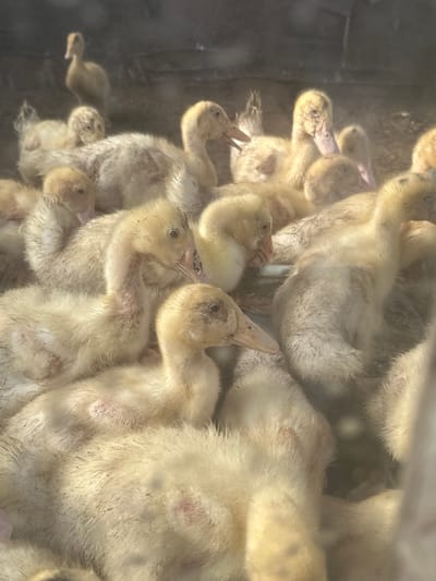 This media file features a close-up, overhead view of a huddle of fluffy, yellow ducklings. The ducklings are the primary subjects, with their downy feathers and small beaks visible. They are packed together, creating a soft, textured mass. Some ducklings are facing different directions, with their heads tilted and eyes open, suggesting they are awake and aware. Others appear to be nestled deeper within the group.
The scene is dimly lit, with shafts of sunlight illuminating parts of the ducklings' bodies, highlighting the texture of their feathers and casting soft shadows. This suggests it is daytime. There are no discernible objects or specific setting details beyond the immediate enclosure of the ducklings. The background is dark and out of focus, with only hints of a darker, possibly rough surface on the left side, suggesting they might be in a pen or a similar confined space.
The overall impression is one of warmth, comfort, and a slight disarray, as is typical of a group of young animals. There is no visible text in the image. The context provided is Tobyl, Kazakhstan, but this information cannot be visually confirmed from the image itself. The activity is simply the ducklings resting and being together.
