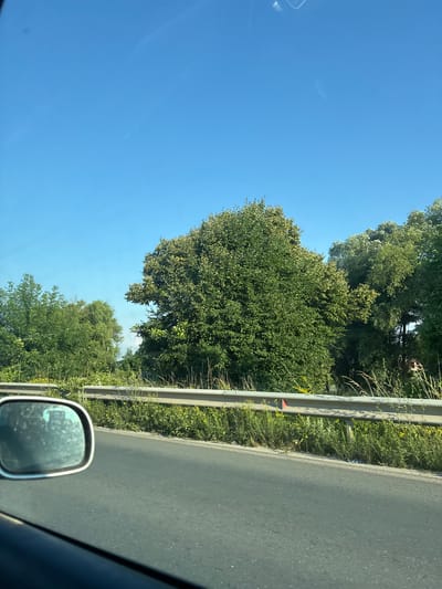 The media file depicts a view from a vehicle traveling on a road, likely in Dolni Bogrov, Bulgaria. The scene is dominated by a clear, bright blue sky, indicating a sunny day. On the right side of the frame, a paved road stretches into the distance, bordered by a metal guardrail. Beyond the guardrail, lush green trees and vegetation line the roadside, with some sparse yellow flowers visible among the foliage. In the distance, the trees form a dense canopy, suggesting a rural or natural setting. The perspective implies that the photo was taken by a passenger or driver looking out of a side window or rear-view mirror.
The reflection in the rear-view mirror shows another vehicle, indicating movement. A faint contrail from an aircraft is visible in the sky, adding a sense of scale and context to the daytime scene. The overall impression is one of a pleasant, possibly warm, day, with the vehicle traveling along a scenic route. There are no visible people or specific objects that would denote a particular event. The time of day is suggested by the bright sunlight and clear sky, likely midday.