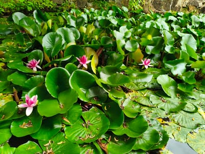 A close-up, eye-level shot captures a dense cluster of vibrant green lily pads floating on dark water. Several delicate pink water lilies with white tips are interspersed among the pads, their petals unfurled. The background features a stone wall and lush foliage, suggesting a garden or natural pond setting. The image provides no discernible information about the city of Прогресс, Russia.