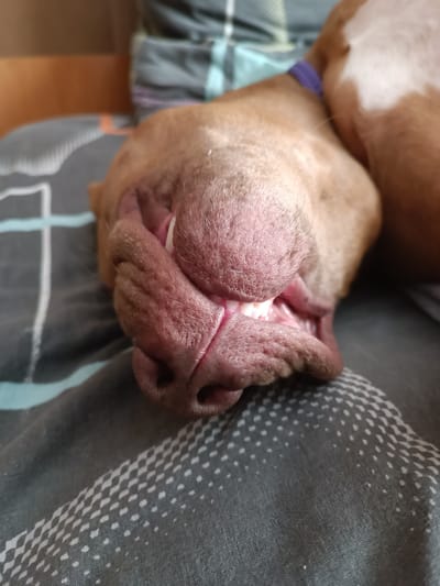 The image shows a close-up, low-angle view of a light brown dog's face, possibly a pit bull, as it sleeps on a bed covered with a gray duvet featuring a white diamond pattern. The dog's mouth is slightly open, revealing its teeth, and its nose appears wrinkled. A purple collar is visible around its neck. The background is blurred, showing a brown wooden surface and a striped pillow. There is no indication of Rímac, Peru in the image.