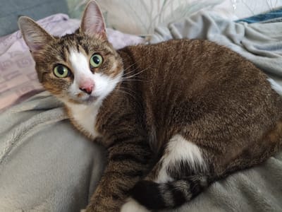 A tabby cat with green eyes and a white chest and paws is lying on a gray blanket. The cat is looking directly at the camera with a curious expression. The background is blurred and appears to be a bed with patterned pillows. The lighting suggests it is daytime, possibly indoors. No text is visible in the image.