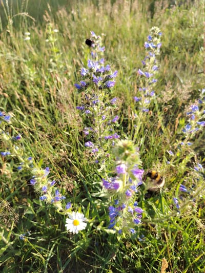This media file is a vertical, eye-level, close-up photograph of a meadow in Malaryta, Belarus. The scene is dominated by tall green grasses and wildflowers, primarily small purple flowers with some interspersed white and yellow wildflowers. A bumblebee is prominently featured, hovering near the purple flowers, suggesting pollination activity. The lighting indicates it is daytime, likely during the golden hour due to the warm glow on the vegetation. The overall mood is peaceful and natural. There is no visible text in the image.