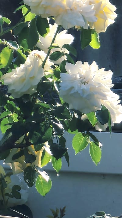 The image shows a cluster of white roses with green leaves, likely in a garden or near a building. The flowers appear to be in full bloom, with a few buds visible. The leaves are vibrant green, and some appear to have water droplets on them. The background is a blurred mix of light and shadows, possibly a wall or another building. The location is unknown, as the details are insufficient to determine it.