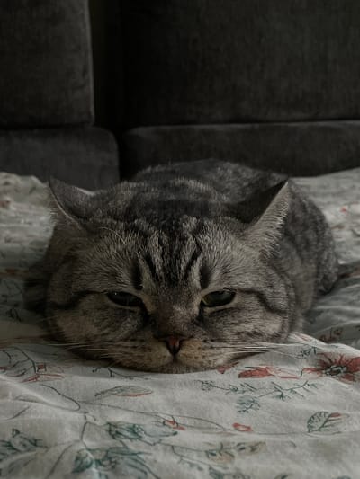 A silver tabby cat is pictured lying on a floral patterned comforter. The cat is positioned on its back, with its head tilted towards the camera and its eyes partially closed, giving it a relaxed and sleepy appearance. Its fur is a mix of gray and black stripes, characteristic of the tabby pattern. The comforter features a delicate pattern of red and green flowers and leaves against a white background. To the left of the cat and comforter, a dark gray sofa or armchair is visible, providing a textural contrast to the softer materials. The lighting in the image is dim, suggesting it might be evening or a dimly lit room. The cat's relaxed posture and expression evoke a sense of comfort and contentment, as if it is napping or resting peacefully. No text is visible in the image. The location is Sergiyev Posad, Russia.