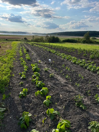 This is a rotated, eye-level shot of a field with rows of young plants. The foreground is dominated by dark soil with small, green plants growing in neat rows. Some of these plants appear to be bean plants with their characteristic broad leaves. To the left of the cultivated rows, there is a strip of wild green vegetation.
In the background, a body of water, likely a river, stretches into the distance, bordered by trees and fields on the opposite bank. The sky above is a mix of blue with scattered, fluffy white clouds. The lighting suggests it is daytime, with the sun casting shadows. A white cylindrical object, possibly a bucket or a container, is visible in one of the rows. There are no visible people or text. The scene depicts a rural agricultural setting, likely during the growing season. The overall impression is one of nature and cultivation under a bright sky.