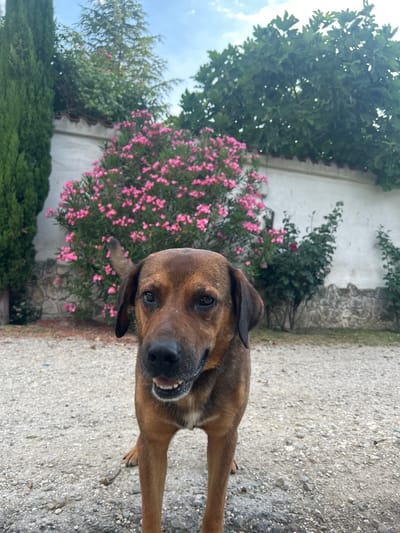The image depicts a medium-sized, brown-furred dog standing on a gravel path in an outdoor setting. The dog is facing the camera with its mouth slightly open, revealing its teeth. In the background, there is a white wall with a rough stone foundation visible in some sections. Behind the wall, a bush with vibrant pink flowers is prominent, and to the left, a tall, dark green cypress tree stands. Further back, leafy green trees are visible against a cloudy sky. The overall impression is of a rustic outdoor area, possibly a yard or garden, with natural elements and a domestic animal. The location is identified as Polenitsa, Bulgaria.
