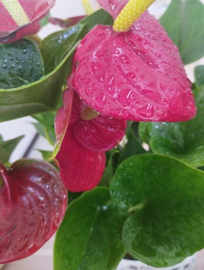 The image is a close-up, high-angle shot of a plant with vibrant pink and red heart-shaped spathes and dark green leaves. The spathes are glossy and covered with numerous small water droplets, indicating they have recently been watered or misted. A yellow spadix protrudes from one of the pink spathes, also appearing slightly wet. The background is blurred, with hints of white and lighter colors. The plant appears to be healthy and well-maintained. The scene is indoors, likely a domestic or office setting, with no visible elements to suggest a specific location in Zarafshan, Uzbekistan. The focus is entirely on the botanical subject.