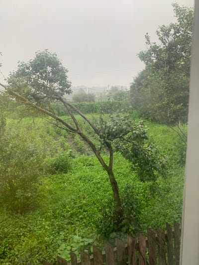 The image depicts an overcast day in a rural setting, possibly a garden or backyard, with dense green vegetation and trees. In the foreground, a weathered wooden fence is visible. A slender, mature tree with a bent trunk and sparse foliage dominates the mid-ground, leaning towards the left of the frame. Behind it, an expanse of lush, green undergrowth covers the ground, with some tilled earth visible in patches. Further in the background, more trees and foliage create a dense, green backdrop, suggesting a wooded area or a cultivated field. The sky is a uniform, hazy gray, indicating cloudy or rainy weather. The overall impression is one of a tranquil, somewhat overgrown natural landscape under a diffused light. The location is identified as a property in the village of Karmanovo, Russia.