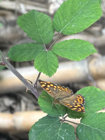 A close-up shot depicts a butterfly perched on a green leafy plant. The butterfly is brown with distinct orange and black spots on its wings. The leaves are serrated with prominent veins. The plant has a thorny stem. The background is blurred, appearing as out-of-focus foliage or other natural elements. The location is the city of Sant Martí Sarroca, Spain.