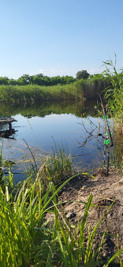The image depicts a serene waterscape at a location identified as Hetmanivka, Ukraine. A calm body of water, possibly a pond or small river, is surrounded by dense reeds and tall green grass. The water's surface reflects the clear blue sky and the lush vegetation, creating a mirror-like effect. In the foreground, a fishing rod is propped up on a stand, suggesting a recreational activity. To the left, a small wooden structure, possibly part of a dock, juts into the water. The overall environment is natural and tranquil, with abundant greenery under a bright, sunny sky.