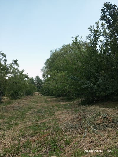 An outdoor, eye-level, wide-angle shot shows a field with cut grass and trees on either side. The sky is clear and pale blue. The trees are lush and green, with some bearing small, light-colored fruit. The ground is covered in a mixture of green grass and dry, matted straw, suggesting recent mowing. The scene appears to be a rural orchard or field on the outskirts of Nayman, Kyrgyzstan, with the date and time stamp "20.06.2026 11:24" visible in the bottom right corner. No people or animals are present.