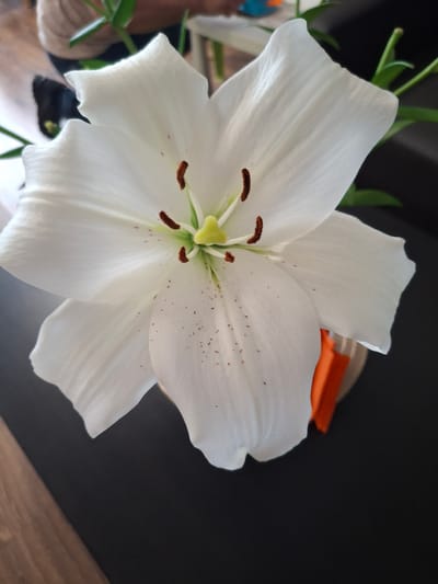 A close-up, high-angle shot focuses on a white lily in bloom. The lily is predominantly white with delicate veins visible on its petals. The stamens in the center are a reddish-brown, tipped with pollen. Some tiny brown speckles are scattered across the petals. The flower appears to be in a vase, hinted at by a sliver of orange material peeking out from behind the lower petals. The background is dark, with a hint of greenery from the lily's leaves or stems above. A wooden surface is visible in the lower left corner, and a blurred background suggests an indoor setting with a person partially visible. The image does not provide any information about the location in the city of Lēdmane, Latvia.