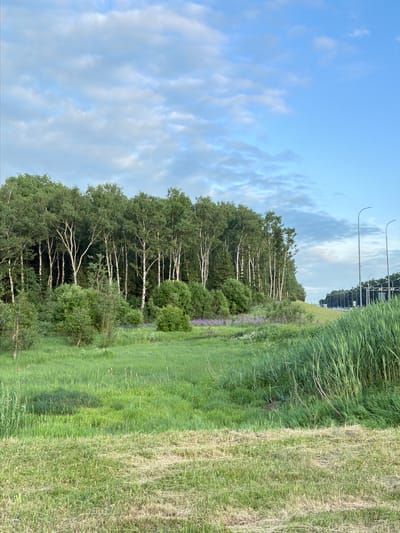 The image depicts a natural landscape with a prominent line of birch trees on the left, bordering a lush green meadow. In the foreground, the meadow is divided into two sections: one with longer, wilder grass and another with shorter, recently cut grass. The background features a blue sky with scattered white clouds. To the right of the meadow, a highway is visible with streetlights and a few cars. There are no people or animals visible in the image. The scene appears to be a natural area adjacent to a developed road.