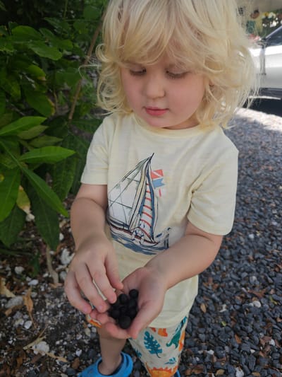 A young child with blonde, curly hair is held from a high angle, looking down at a small pile of dark berries in their cupped hands. The child is wearing a light yellow t-shirt with a graphic of a sailboat and flags, and brightly colored shorts with a dinosaur pattern. The setting appears to be outdoors, with a ground covered in gravel and dried leaves, and some green foliage visible in the foreground and background. The lighting suggests it is daytime, likely sunny due to the shadows present. The child's facial expression is one of mild curiosity or concentration as they examine the berries. The child is wearing blue footwear on their right foot. No text is visible in the image. The location context is Islamorada, United States of America.
