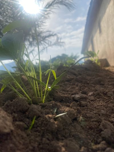 This low-angle shot captures a close-up view of young green plants emerging from dark, clumpy soil. The plants are thin and delicate, with small, vibrant green leaves. The soil appears dry and textured, with visible clumps and crevices.

In the background, the bright sun is visible, casting a strong glare and lens flare to the right of the frame. Palm fronds are silhouetted against the bright sky, suggesting a tropical or warm climate. The sky itself is a mix of blue and white clouds. A blurred, angled structure, possibly a rooftop, is visible in the lower right corner, hinting at a man-made environment.

The lighting and the bright sun suggest that the photograph was taken during the daytime, likely mid-morning or afternoon when the sun is high. The overall mood is one of growth and natural beauty, with the intense sunlight adding a sense of warmth and energy. The location cues, specifically the palm fronds and the mention of Tavo, Nigeria, place the scene in a tropical or sub-tropical region. No people or text are visible in the image.