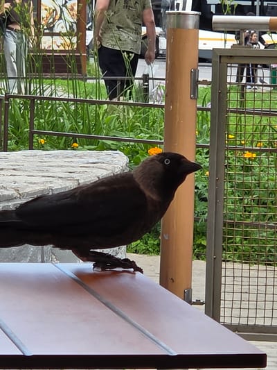 A dark-feathered bird, possibly a jackdaw, is perched on a wooden table in what appears to be an outdoor seating area, likely a cafe or restaurant, located in Sergiyev Posad, Russia. The bird's eye is visible and it appears to be looking to its right. In the background, a person wearing a camouflage-patterned shirt and black pants is walking away from the camera. Behind the person, a white bus with yellow accents is partially visible, suggesting a street or transportation hub is nearby. Green foliage, including tall stalks and small yellow flowers, forms a dense backdrop. A metal fence and a light-colored, textured surface, possibly a stone bench, are also present. The scene is illuminated by daylight, casting a natural light on the subjects and environment.