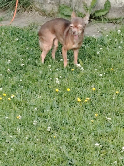 A small, brown, short-haired dog with its eyes squinted and tongue slightly sticking out stands in a grassy area. The dog appears to be a toy terrier breed. The grass is green and dotted with small white and yellow flowers, possibly clovers and buttercups. In the background, there is a textured wall or concrete structure and some green foliage. The ground appears to be uneven, with some darker patches of earth visible. The image is taken outdoors during the daytime. The location is identified as Soivolovskaya, Russia.
