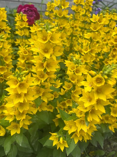 The image displays a dense cluster of bright yellow flowers, likely from a garden or park setting. Some of the flowers are in full bloom, showcasing their star-like shape with five petals, while others are still in bud form. Lush green leaves are interspersed throughout the vibrant yellow blooms. In the upper left corner of the image, a large, deep pink or magenta flower, possibly a peony, is partially visible, adding a contrasting splash of color. The background appears to be out of focus, suggesting a shallow depth of field. There is no indication of the city of Vasylkiv, Ukraine, within the image. The scene is static, with no people, actions, or interactions depicted.