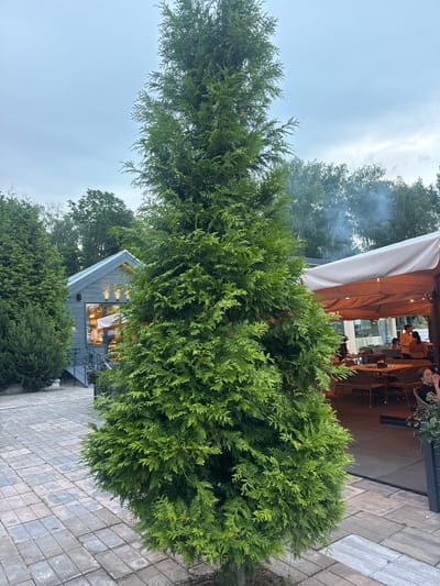 The image depicts an outdoor scene in Vidnoye, Russia, featuring a tall, cone-shaped evergreen tree in the foreground. Behind the tree, a modern building with a distinctive angled roof and large windows is visible, with warm light emanating from within. To the right, a paved walkway made of gray rectangular stones leads towards the building. Further in the background, there's an outdoor seating area covered by a large awning, with several people seated at tables, suggesting a restaurant or cafe setting. Smoke is seen rising in the upper left portion of the image, possibly from a barbecue or a nearby fire. The sky appears overcast, indicating a cloudy day. The overall impression is one of a relaxed, possibly evening, gathering at a modern establishment amidst natural greenery.