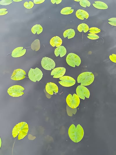 The image shows a view of lily pads floating on the surface of water. The water appears dark and still, reflecting the sky and surroundings. The lily pads are varying shades of green and yellow, scattered across the water. A few stems are visible connecting some lily pads. No people or animals are present in the view. This image was taken in Oudorp, Netherlands.