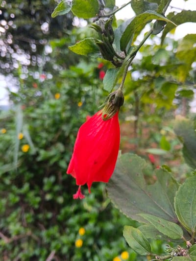 The image depicts a vibrant red Sleeping Hibiscus (Malvaviscus arboreus) flower, also known as Turk's cap or cardinal flower, suspended downwards from a slender green stem. The flower is mostly closed, forming a tubular or bell shape with a frilled edge at its base, from which a short, reddish staminal column extends. Green sepals encase the top portion of the flower. Adjacent to and above the primary flower, additional green leaves and several unopened flower buds are visible on the stem. The background consists of a heavily blurred field of lush green foliage, with diffuse specks of yellow and red indicating other distant flowers or plant matter. The illumination is natural and even, suggesting an outdoor environment. The scene is located in a natural environment within the city of Moe Gyoe, Myanmar.