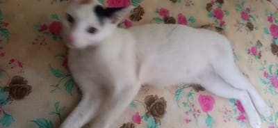 A white cat with black markings on its ears is lying on a floral patterned cloth. The cloth has a cream background with pink roses and green leaves. The cat is mostly white with some light brown markings on its head and ears. The image is slightly blurred, suggesting movement. The scene appears to be indoors. No specific location in Beunot, Indonesia can be determined from the image.