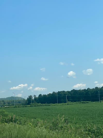 A bright, clear sky with a few scattered white clouds stretches over a rural landscape. In the foreground, tall green grass and other vegetation fill the bottom of the frame. Beyond this, a vast, flat field of green crops dominates the middle ground. A line of dark green trees forms a dense border behind the cultivated field, with hills and more trees visible in the distance. Two tall lampposts with lights are spaced apart along the tree line. Power lines are strung between poles, also running along the edge of the trees. The scene depicts a sunny day in a rural area, possibly on the outskirts of Grenville, Canada, with agricultural land and natural scenery.