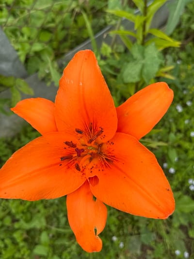 A close-up, overhead shot captures a vibrant orange lily in full bloom against a blurred green backdrop. The flower displays six pointed petals, with darker specks concentrated near the center. The background suggests an outdoor setting, possibly a garden, with hints of green foliage and small white flowers. The image does not contain any identifiable landmarks or elements that would place it specifically in Novogorbovo, Russia.