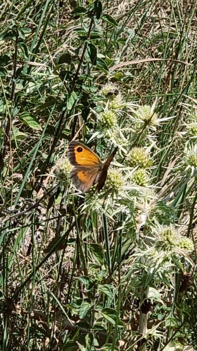 A small, orange butterfly with black markings is perched on a spiky green plant. The butterfly is positioned on the right side of the frame, with its wings slightly open. The plant it is resting on has multiple spiky flower heads and is surrounded by dry grass and other green vegetation. The scene appears to be outdoors, likely in a natural or semi-natural environment. The location is specified as Molló, Spain.