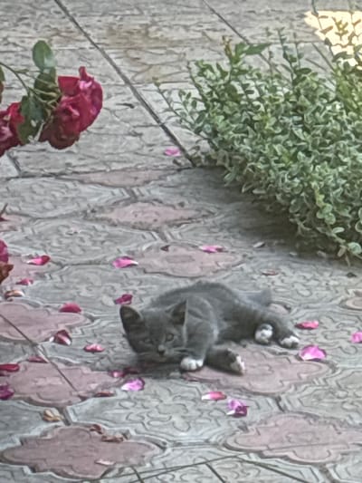 In a scene set against a textured, tiled wall adorned with faded pink floral motifs, a young, grey kitten is captured mid-play. The kitten, with white paws and wide, curious eyes, is playfully tumbling or reaching for something just out of frame. Scattered around the scene are delicate pink flower petals, suggesting a recent bloom or a gentle breeze. To the left of the kitten, a lush green bush with dense foliage adds a touch of vibrant life, contrasting with the muted tones of the wall. Below the bush, a deep red rose, with layers of velvety petals, is partially visible, its rich color a striking accent. The lighting in the image suggests it might be daytime, perhaps late afternoon, given the soft, diffused light. The overall atmosphere is one of playful innocence and gentle beauty, a snapshot of a peaceful moment in a garden setting. The image has no visible text.