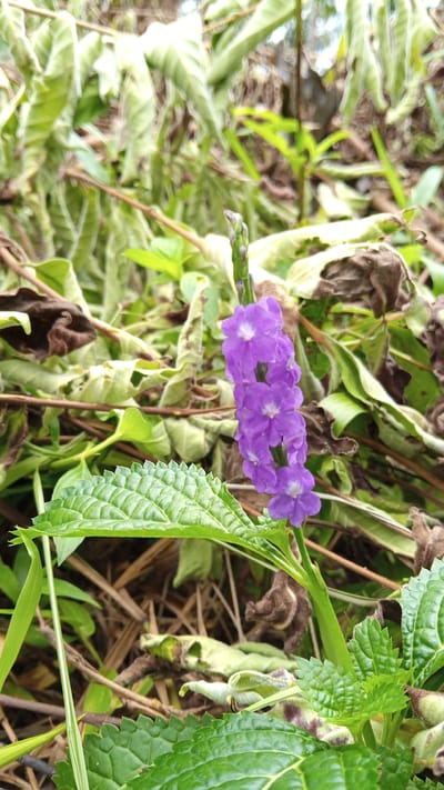 This close-up, eye-level photograph captures a vibrant purple flower spike amidst lush green foliage and dry, brown leaves in Meunasahdayah, Indonesia. The flower spike, positioned in the center of the frame, features multiple small, five-petaled purple blossoms with white centers, arranged vertically. One prominent, serrated green leaf occupies the lower left of the image, with other green leaves and stems visible throughout the scene. The background is a blur of green and brown vegetation, suggesting a natural, outdoor environment. There are no people or animals present in the image.