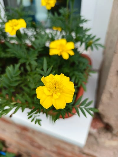 A close-up, shallow depth-of-field shot captures a potted marigold plant with vibrant yellow flowers. The plant is positioned on a white windowsill, with blurred brickwork visible in the foreground and background. The overall scene suggests an outdoor setting, possibly a balcony or window box in Malaya Vishera, Russia, given the provided context. The focus is sharp on the central flower, highlighting its intricate petal structure.