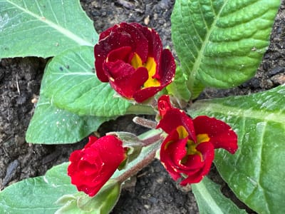 In Angarskie Khutora, Russia, a close-up, eye-level, horizontal shot captures a cluster of deep red primrose flowers with yellow centers, blooming amidst rich, dark soil. The flowers, some fully open and others still budding, are adorned with tiny white speckles, likely pollen or water droplets. Their velvety petals are slightly ruffled, and the central yellow hues are vibrant against the darker reds. The plant's large, textured green leaves, with prominent veins, surround the blossoms, showcasing their lushness and creating a natural contrast. The soil appears damp and slightly textured, with small debris scattered throughout, suggesting an outdoor, garden setting. The overall impression is one of natural beauty and early bloom in a Russian locale.