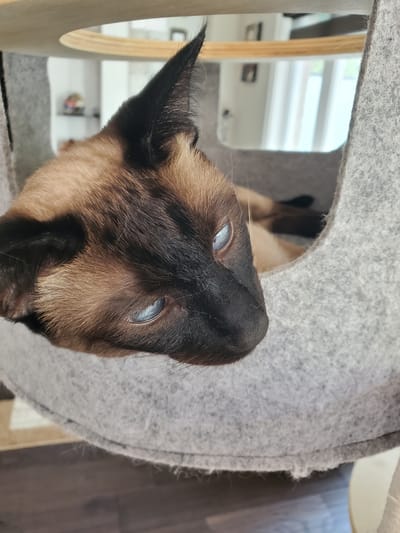 A Siamese cat is nestled inside a gray felt cat tree, peeking out from an opening. The cat's face is prominently featured, with its characteristic dark points on its ears and face contrasting with its lighter body fur. Its striking blue eyes are visible, looking slightly upwards. The cat tree has a rounded opening and appears to be made of a soft, felt-like material. In the background, a blurred view of a room is visible, including wooden elements of the cat tree, a window with blinds, and some shelves with items on them. The lighting suggests it is daytime. The overall impression is a cozy and relaxed scene of a cat in its environment.