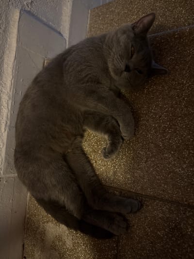 A grey cat is resting on a floor made of large, speckled tiles. The cat is curled up, facing towards the right side of the image, with its eyes partially closed. The cat's fur appears soft and dense. To the left of the cat, there is a textured, light-colored wall, possibly painted concrete, with distinct horizontal and vertical lines suggesting a corner or architectural feature. The lighting in the image is dim, creating shadows and highlighting the textures of the cat's fur and the floor. The scene appears to be indoors, in a setting that might be a hallway or a residential area in Salach, Germany.