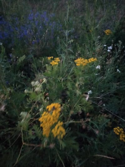 In Zherebkove, Ukraine, a low-angle, dark, naturalistic photograph captures a cluster of wild flora at dusk. In the foreground, a cluster of bright yellow flowers, possibly tansy, is prominent, with a dark insect visible on one of the blooms. Surrounding these yellow flowers are sparse white blossoms and a variety of green, leafy plants and grasses. In the background, a field of small blue flowers can be seen, interspersed with more greenery. The overall lighting suggests an overcast evening or twilight setting, contributing to the muted tones of the scene. The image is slightly blurred, adding to the soft, natural feel of the outdoor environment.