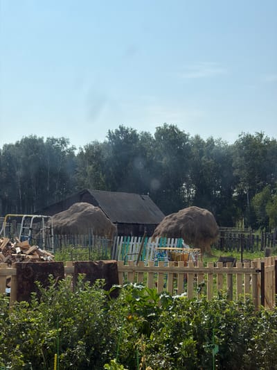 The image depicts a rural scene in the village of Kuseyevo, Russia. In the foreground, a dense thicket of green foliage is visible, with some plants exhibiting yellow or green stakes. Behind the foliage, a light-colored wooden fence runs horizontally across the frame, with two patterned fabric pieces draped over it. In the mid-ground, a wooden structure with a dark, corrugated roof is situated, partially obscured by two large haystacks. To the left of the haystacks, a pile of cut logs is visible, along with a white metal structure that appears to be part of a playground or garden equipment. A rustic, multi-colored wooden fence, with some sections painted in light blue and green, borders the area. The background is dominated by a dense line of tall, green trees, suggesting a wooded area or forest. The sky above is a clear, light blue with a few faint clouds. The overall impression is one of a rustic, possibly slightly unkempt, residential yard or farmstead. There are no people visible in the image.