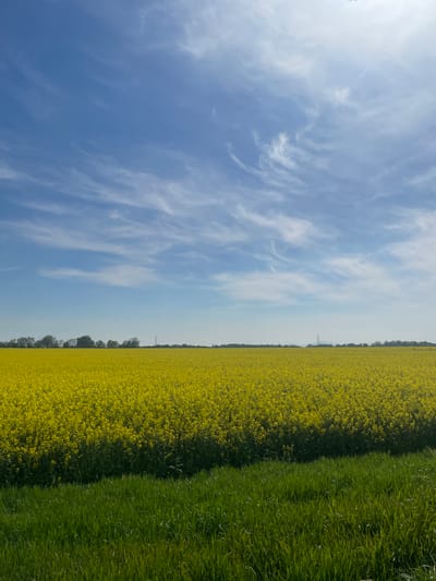 The image shows a field of yellow rapeseed flowers adjacent to a green grassy area. A blue sky with wispy white clouds occupies the left side of the frame. A row of trees is visible along the horizon. The picture was taken outdoors in the city of Wysoka, Poland, as the city is known for its rapeseed fields.