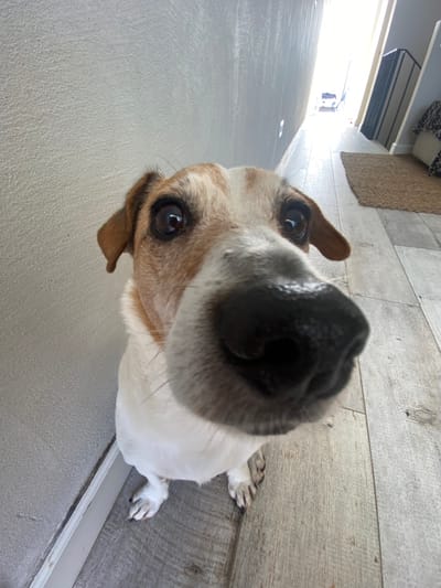 The image shows a close-up of a dog's face, likely a Jack Russell Terrier, looking directly at the camera. The dog's nose is in focus, and its eyes are visible. The dog is sitting on a wood floor with a grey wall behind it. The photo was taken in Punta Hermosa, Peru, at latitude -12.326 and longitude -76.834. The dog appears to be friendly and curious. The environment is a home or similar interior space.