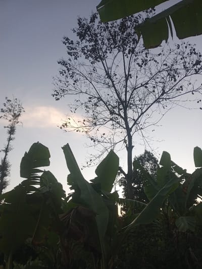 The scene depicts an outdoor environment in Kiangochi, Kenya, characterized by natural vegetation under a light blue-grey sky. The upper two-thirds of the image features a sky with a faint, diffused light source, possibly the sun, visible on the mid-left horizon, casting silhouettes. In the foreground, large, dark green leaves, consistent with banana plants, occupy the lower third of the frame, showing some minor tears and weathering. In the midground, a tall, deciduous tree with numerous bare branches and sparse dark leaves stands centrally, silhouetted against the sky. To the far left, a taller, thinner tree with denser foliage is visible. Additional dark green foliage from other trees or bushes is present in the lower-middle background, situated behind the banana plants. No individuals, actions, or specific man-made objects are present.