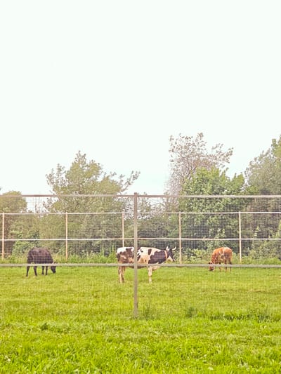 Three cows are grazing in a grassy enclosure in Novosinkovo, Russia. A black cow is on the left, a black and white cow is in the center, and a brown and white cow is on the right. The cows are behind a wire fence, and there are trees in the background. The sky is overcast, suggesting it is likely daytime. The grass is green and lush, indicating it is probably spring or summer.