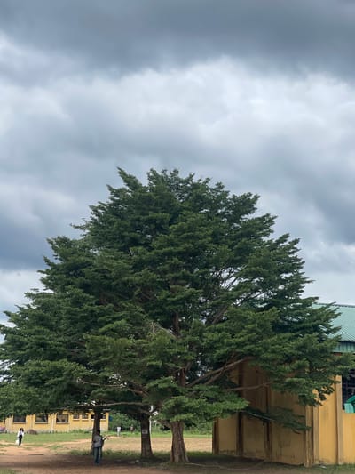 The image shows a large tree with dense green foliage, situated near a yellow building in Abraka, Nigeria. The sky is overcast with heavy clouds. Two people are visible near the base of the tree. The ground appears to be dirt or grass. The scene is likely outdoors.