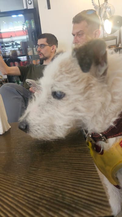 The image captures an indoor scene in the city of Andorra la Vella, Andorra, featuring two adult males and a dog positioned around a table. The foreground is dominated by a largely out-of-focus, shaggy-haired white dog with visible dark markings on one ear, a black nose, and a dark blue left eye. The dog wears a brown collar and a yellow harness, and its head is turned to the left.
In the midground, to the left, a man with short dark hair and glasses is seated, wearing a dark green t-shirt and grey trousers. He holds a light-colored smartphone, displaying multiple camera lenses, in his left hand while looking at its screen; his right arm is extended to the left, partially out of frame. To the right, another man with short dark hair and sunglasses perched on his head is visible. His face is partly obscured by the dog and a bright light source behind him; his gaze is directed slightly to the left.
The table occupying the lower half of the frame is dark, with a distinct horizontal ribbed texture. A white napkin holder with napkins rests on the table to the left. The background to the left features a display refrigerator containing various canned and bottled beverages, with visible reflections on its glass door, beneath a white wall and a black horizontal bar. To the right, the background shows a plain white wall illuminated by a bright, focused light fixture, behind which a metallic, sculptural object is partially discernible.