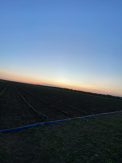 This is a landscape photograph of a cultivated field at dusk in Luliakovo, Bulgaria. The sky is a gradient of clear blue at the top, transitioning to soft orange and pink hues near the horizon, indicating the sun has recently set. The field is dark, with rows of young plants or tilled soil visible. Black irrigation pipes run along the rows, and a thick blue hose is laid across the foreground. In the distance, a line of trees forms the edge of the field against the twilight sky. The scene is quiet and serene, devoid of human presence.