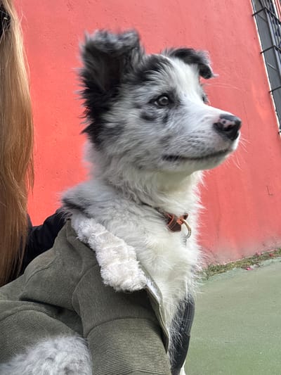 A fluffy, gray and white dog looks upward with a cute, inquisitive expression. The dog wears a brown collar. A jacket with a faux fur collar is draped over the dog's body. The background is an outdoor setting, with a blurred red wall on one side and green grass or foliage on the other. Human hair appears in the foreground at the bottom.